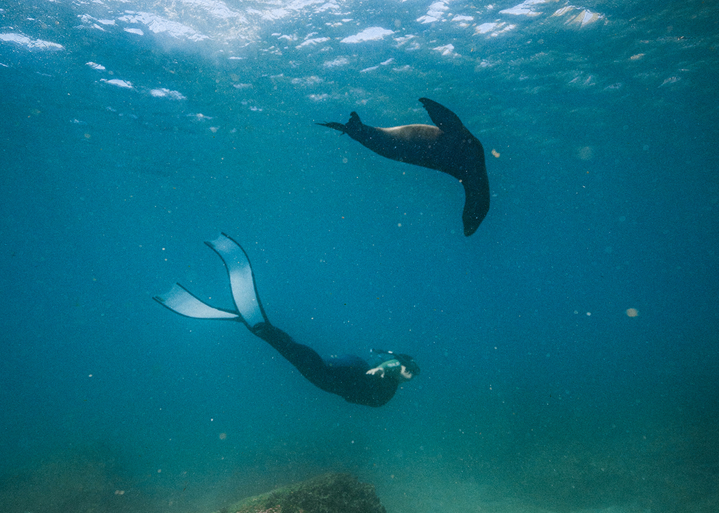 woman swimming underwater next to sea lion